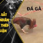 Đá Gà Cựa Sắt 888B – Mãn Nhãn Từng Cú Đá Thép Ăn Lợi Nhuận