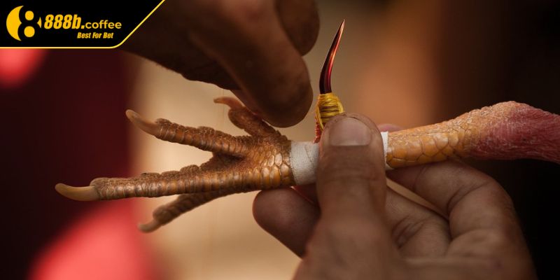 Một số chiến thuật cược tiền hiệu quả 
