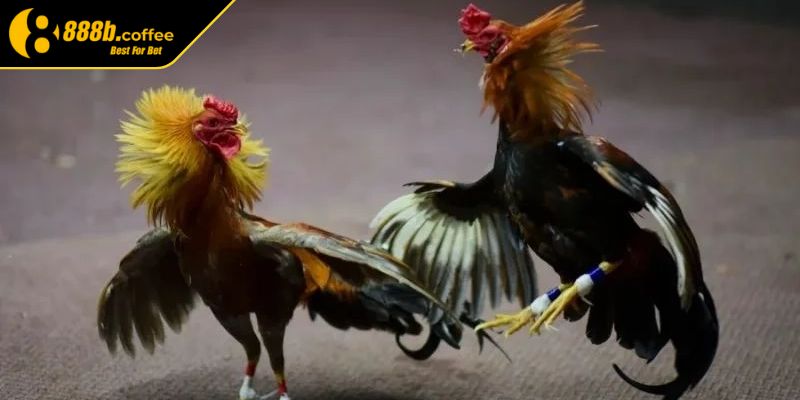 Tiêu chí để chọn gà tham gia thi đấu 